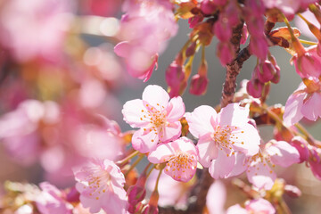 Kawazu-zakura in Kyoto, close-up of cherry petals
