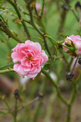 Beautiful pink rose flower closeup in garden, A very beautiful pink yellow rose flower bloomed on the rose tree, Rose flower closeup, bloom flowers, Natural spring flower floral background