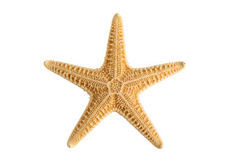 starfish png. sea starfish top view png. Tropical starfish for seaside tropical vacations flat lay isolated. sandy beach starfish png