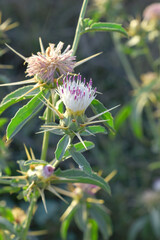 Centaurea iberica, commonly known as Iberian knapweed or Iberian star-thistle, is a herbaceous plant in the Asteraceae family, Close-up of iberian star thistle flowers, Flower of the Escobera