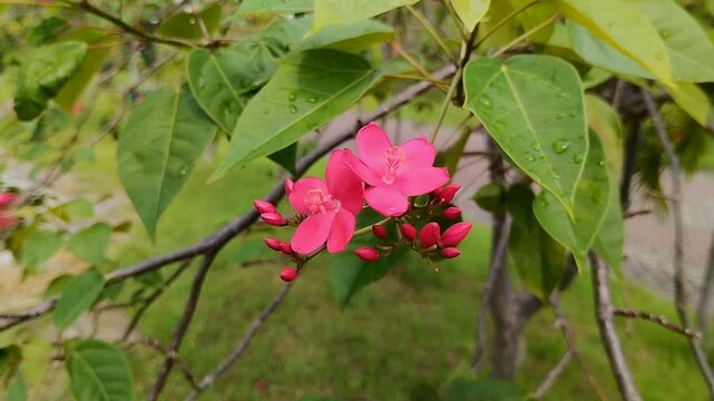 The beautiful blooming peregrina or jatropha integerrima flower.