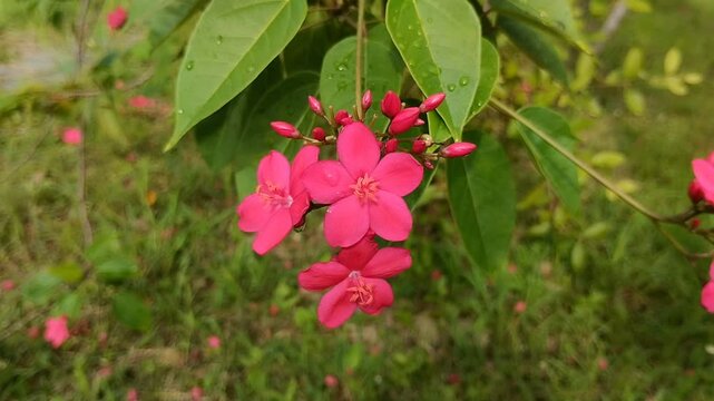 The beautiful blooming peregrina or jatropha integerrima flower.