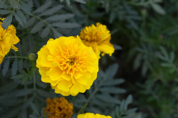 Yellow french marigold flower blossom in garden, Yellow french Mari Gold flowers for decorate garden, Close up of beautiful small marigold flower in garden. Marigold flowers bloom in nature