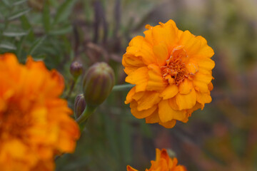 Orange french marigold flower blossom in garden, Orange french Mari Gold flowers for decorate garden, Close up of beautiful small marigold flower in garden. Marigold flowers bloom in nature