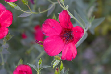 Linum Grandiflorum Rubrum Scarlet Flax bloomed in the garden on a flower bed, Red Linum Grandiflorums closeup in nature, Red flaxs or flowering flaxs, scarlet flax, crimson flax flower head close-up