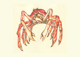 Analogue illustration of Japanese spider crab by colored pencil on 90GSM. paper