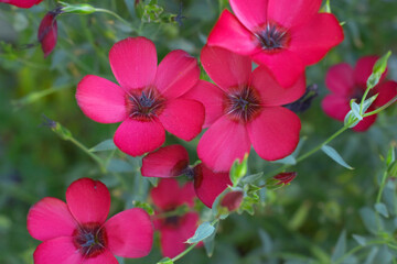 Fototapeta premium Linum Grandiflorum Rubrum Scarlet Flax bloomed in the garden on a flower bed, Red Linum Grandiflorums closeup in nature, Red flaxs or flowering flaxs, scarlet flax, crimson flax flower head close-up