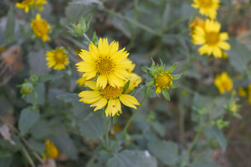 Golden Crownbeard (Also called Golden Crownbeard, Copen Daisy, golden crown beard) in the nature,...