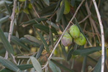 unripe green olives on tree closeup, Olive-tree branch with unripe green olives, olive tree...