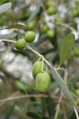 unripe green olives on tree closeup, Olive-tree branch with unripe green olives, olive tree plantation during harvest, unripe green olives on the tree with green leaves, Chakwal, Punjab, Pakistan