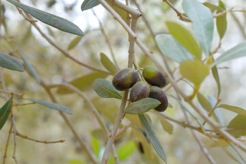 ripe black olives on tree closeup, Olive-tree branch with ripe black olives, olive tree plantation during harvest, ripe black olives on the tree with green leaves, olive tree Chakwal, Punjab, Pakistan