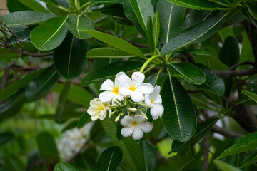 White Frangipani flower Plumeria alba with green leaves
