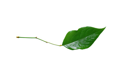 Fototapeta premium a leaf with a tiny bug on it