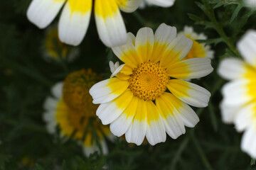 Obraz premium White Yellow Crown Daisy, Close-up of a white and yellow crown daisy flower, blooming in nature, Close-up shot of beautiful White yellow Crown Daisy flower (Chrysanthemum coronarium), Crown Daisy,