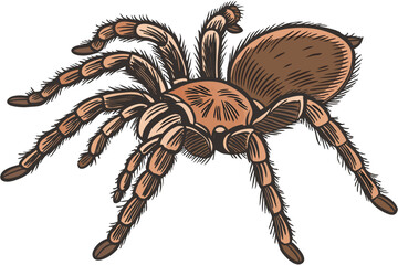 Fototapeta premium 22 photo of a close-up of a spider, sharp focus, detailed anatomy, intricate textures, rich colors, macro shot, photorealistic, 8K, award winning photography