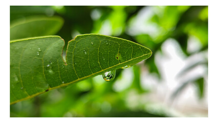 The background of wet leaves exposed to raindrops looks fresh and beautiful green. Fresh wet leaves.	