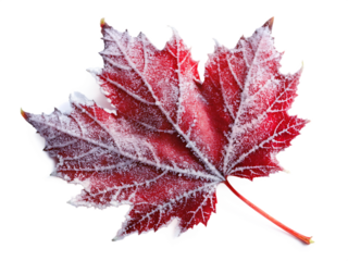  frozen red winter lea isolated on white background, PNG