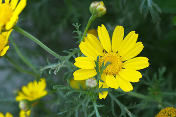 Bright Yellow Crown Daisy, Close-up of a Bright yellow crown daisy flower, blooming in nature,...