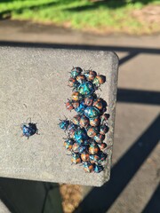 Colourful beetle insects