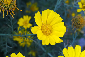 Bright Yellow Crown Daisy, Close-up of a Bright yellow crown daisy flower, blooming in nature,...