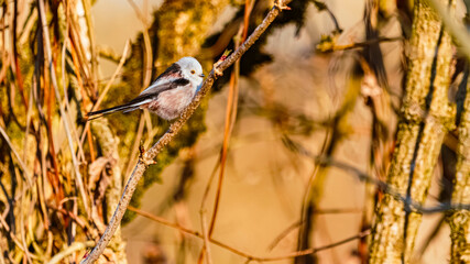Aegithalos caudatus, long-tailed tit, on a sunny spring day