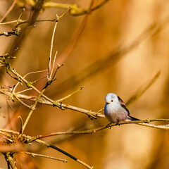 Aegithalos caudatus, long-tailed tit, on a sunny spring day