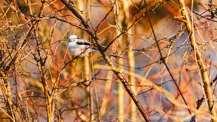 Aegithalos caudatus, long-tailed tit, on a sunny spring day