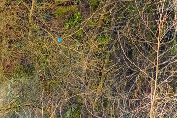 Alcedo atthis, common kingfisher, on a sunny spring day