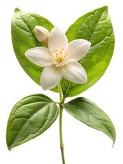 Closeup of Mock Orange Flower with Bud and Lush Green Leaves
