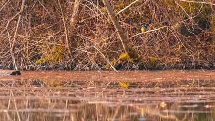 Alcedo atthis, common kingfisher, on a sunny spring day