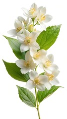 Fototapeta premium Elegant arrangement of fragrant jasmine flowers with lush green leaves and delicate stems