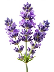 Obraz premium Close up of beautiful lavender flower blossoms on white background, macro shot