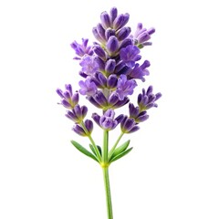 Naklejka premium A lovely isolated sprig of lavender flowers against a plain white background