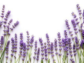 A beautiful frame of lavender flowers on a white background perfect for invitations © Md