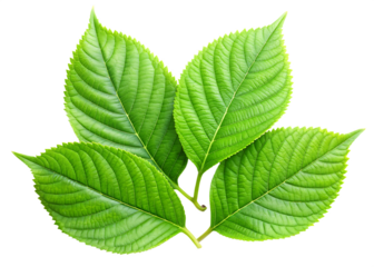  green leaves isolated on white background, PNG