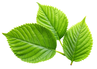  green leaves isolated on white background, PNG