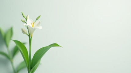 Obraz premium Single delicate white blossom with vibrant green leaves against a soft, pale backdrop