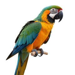 Obraz premium Colorful Parrot Perched on a Branch on Transparent Background