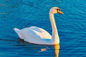 Cygnus olor, mute swan, on a sunny spring day