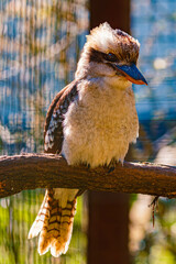 Dacelo novaeguineae, laughing kookaburra, on a sunny spring day