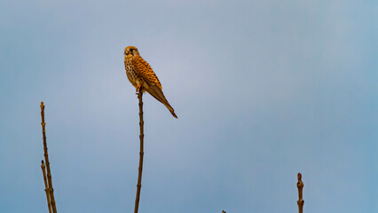Falco tinnunculus, common kestrel, on a sunny spring day