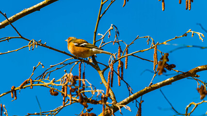 Fringilla coelebs, Eurasian chaffinch, on a sunny spring day