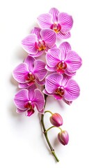 Fototapeta premium Beautiful pink and white striped orchid flowers on a white background photography