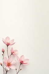 Fototapeta premium Delicate Pink Blossoms on a Pristine White Background, a Perfect Floral Arrangement for Elegant Designs and Gentle Springtime Aesthetics