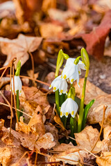 Leucojum vernum, spring snowflake flowers, on a sunny day in spring near Bad Griesbach im Rottal, Passau, Bavaria, Germany
