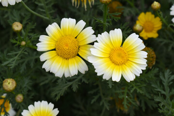 Obraz premium White Yellow Crown Daisy, Close-up of a white and yellow crown daisy flower, blooming in nature, Close-up shot of beautiful White yellow Crown Daisy flower (Chrysanthemum coronarium), Crown Daisy,
