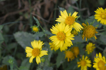 Golden Crownbeard (Also called Golden Crownbeard, Copen Daisy, golden crown beard) in the nature, Golden Crownbeard Flower closeup,Beautiful yellow flower closseup in nature Chakwal, Punjab, Pakistan