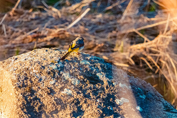 Motacilla cinerea, grey wagtail, on a sunny spring day