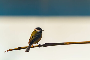 Parus major, great tit songbird, on a sunny spring day