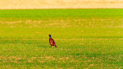 Phasianus colchicus, common pheasant, on a sunny spring day